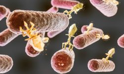 Infecția cu streptococi